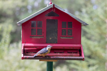 Chickadee bird at red birdfeeder.