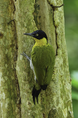 Black-headed woodpecker