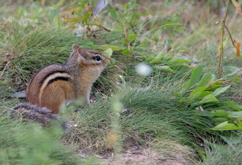 Chipmunk closeup in grass.