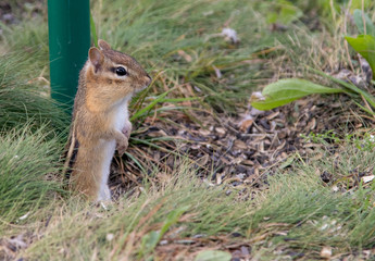 Closeup of chipmunk in grass.
