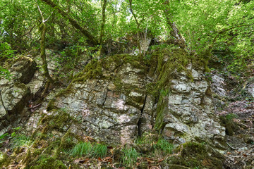 Stony rock wall in forest with overhanging foliage and green grass