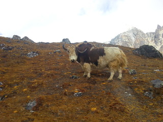 Everest Base Camp