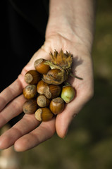 Hand full of hazelnuts