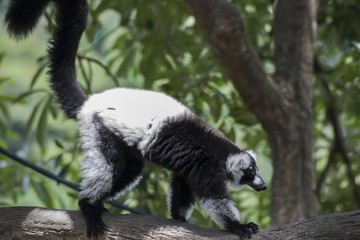 Black and white Ruffed Lemur / Lemur climbing tree