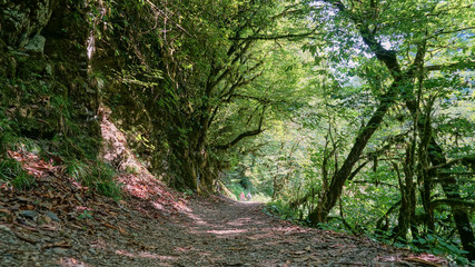 Tourist trail in yew-boxwood grove in Sochi