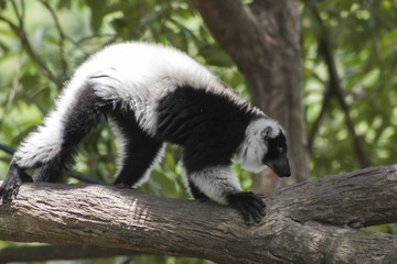 Black and white Ruffed Lemur / Lemur climbing tree