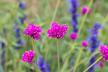 Fototapeta premium Purple flowers closeup, nobody.