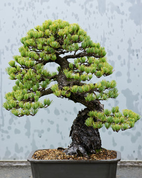 Traditional bonsai tree, Japanese art form using trees grown in containers on rainy day in botanic garden.