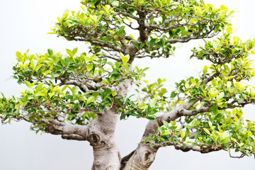 Traditional bonsai tree, Japanese art form using trees grown in containers on rainy day in botanic garden.