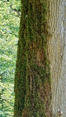A half-overgrown moss tree, yew-boxwood grove in Sochi