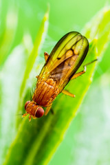 Exotic Drosophila Fruit Fly Diptera Insect on Plant Leaf