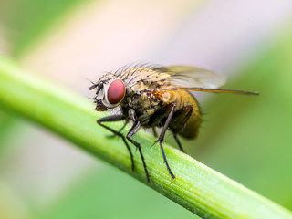 Exotic Drosophila Fruit Fly Diptera Insect on Plant