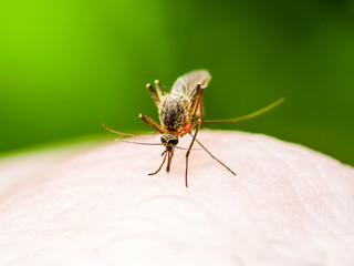 Yellow Fever, Malaria or Zika Virus Infected Mosquito Insect Macro on Green Background