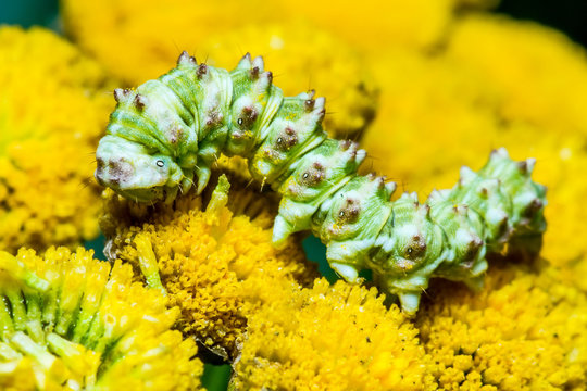 Exotic Caterpillar Insect on Yellow Flower Macro