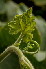 CUCÚRBITA  FICIFOLIA, PLANTA DE SAMBO