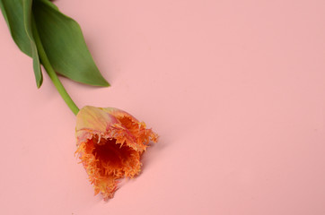 Orange tulip flower for backgrouund