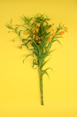 Yellow fritillaria flower for background