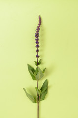 purple astilbe flower for background