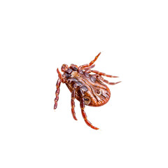Encephalitis Virus or Lyme Disease Infected Tick Arachnid Insect Pest Crawling on White Background