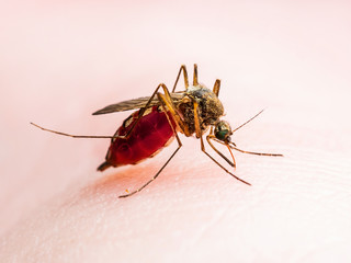 Yellow Fever, Malaria or Zika Virus Infected Mosquito Insect Macro