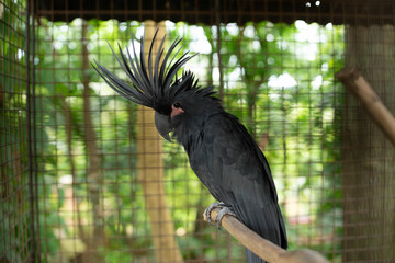 Black Palm Cuckatoo