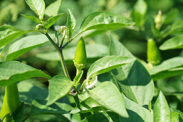 Fototapeta premium green spicy pepper growing on the plant