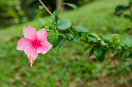 Pink Hibiscus flower
