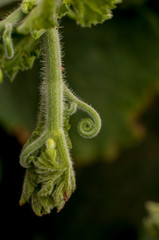 verde, naturaleza, hojas, césped, el rocio, macro, helecho, hojas, huerta, flora, llover, close-up, flor, fresco, insecto, close-up, primavera, nativo, verano, enredadera, sambo, cucúrbita ficifolia, 