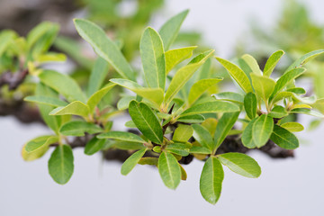 Macro shot of leaves on bonsai tree in botanic garden