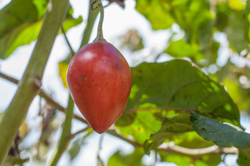 Tomate de árbol Ecuador
