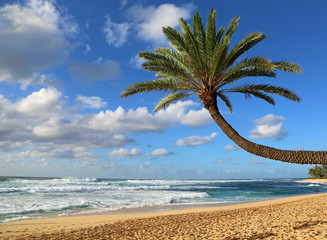 Sloping palm tree on the beach - Oahu, Hawaii