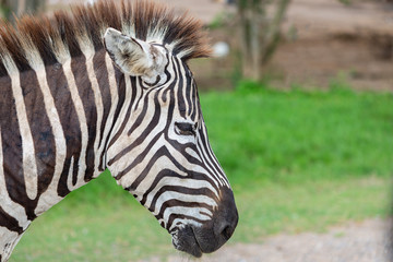 Close up zebra's head