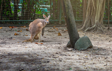 Red Kangaroo in a zoo