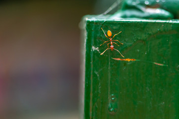 Top view of Red ant on green fence