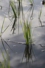 Close up young rice field and reflection in the morning