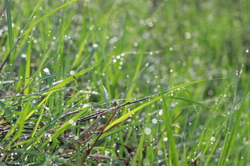 Dew drops on grass field in the morning