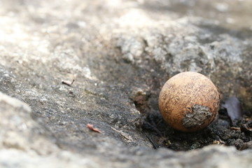 Close up small sphere brown mushroom  on the rock