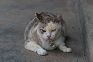 Portrait an adorable fat grey cat lying on the ground