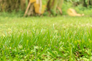 Green lawn In the morning, there is sunshine.