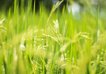 Rice plant Seeing in the near distance