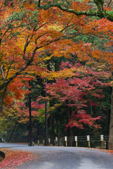 Naklejka na ściany i meble Road in autumn, Nara, Japan