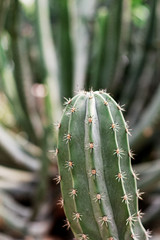 Cactus with spike at sunlight.