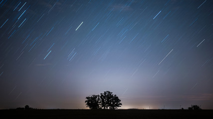 Star trail over a tree