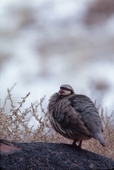 Chukar, Capital Reef National Pak