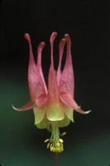 wild columbine, Michigan