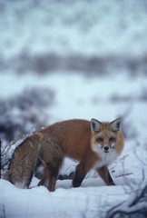 red fox, yellowstone