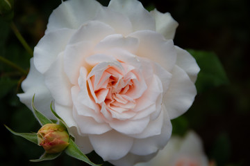 Gorgeous close-up of a blooming light pink rose with small rosebud next to it in a garden.
