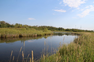 On The Pond, Pylypow Wetlands, Edmonton, Alberta