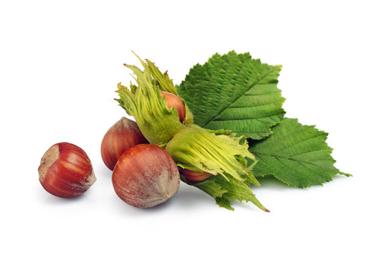 Close-up hazelnuts with green leaves