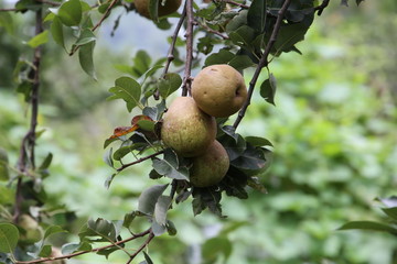 Pear ripens (Nashpati) on a tree branch in the garden